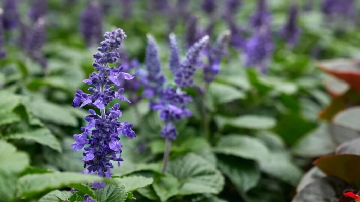 Vitex-purple-flowers